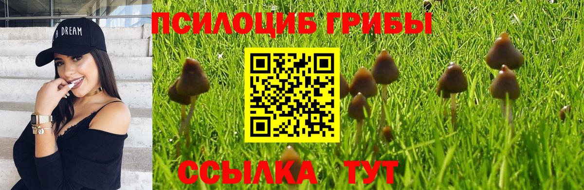 Галлюциногенные грибы Psilocybine cubensis Чапаевск